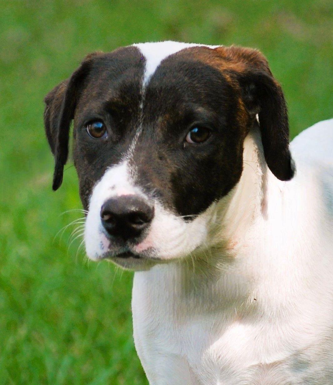 Greta, a Adoptable mixed breed in manchester, TN image 1/5