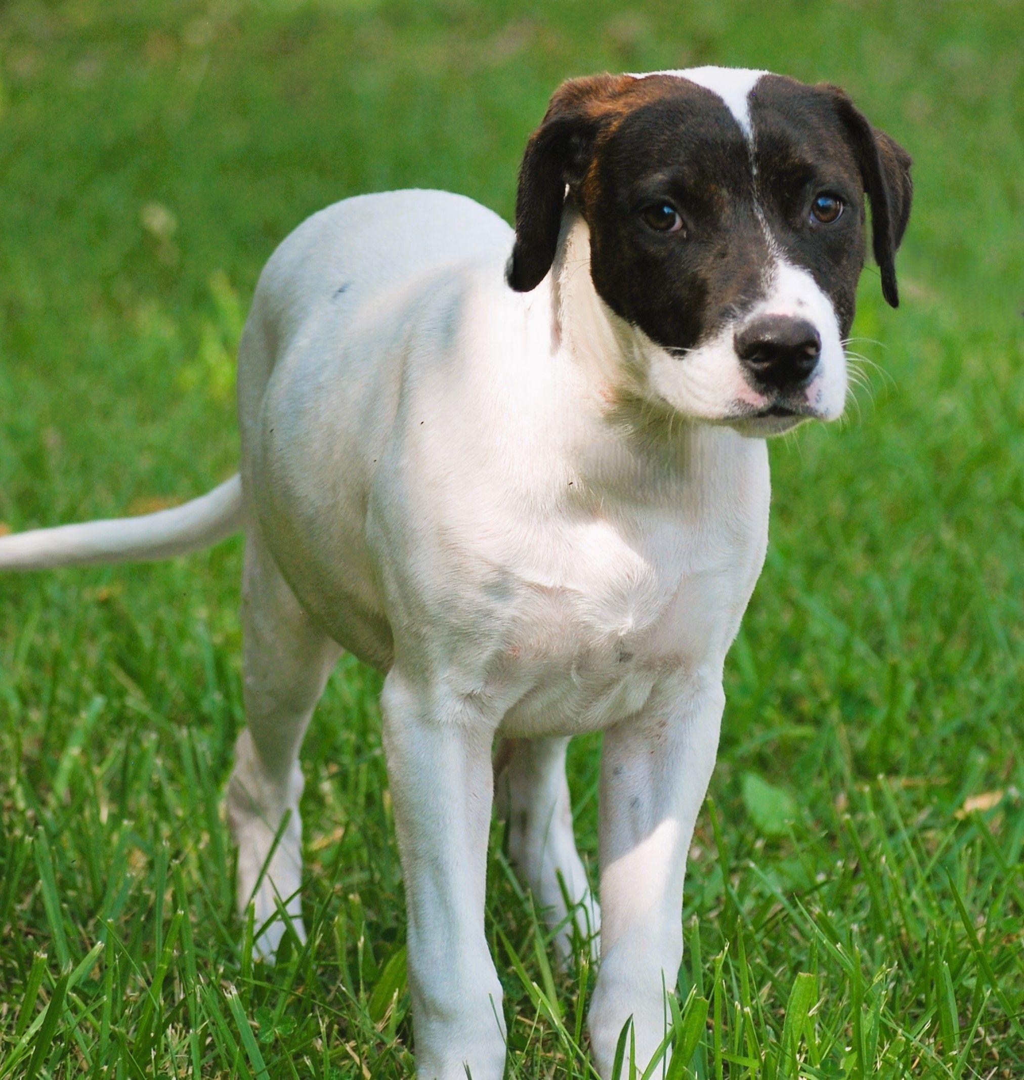 Greta, a Adoptable mixed breed in manchester, TN image 2/5