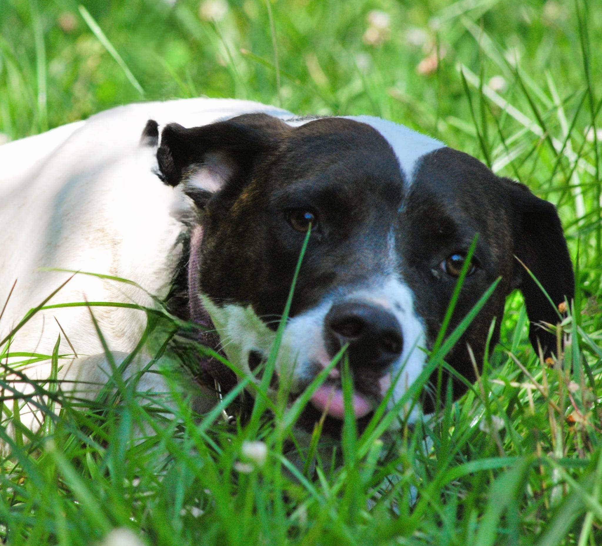 Greta, an adoptable mixed breed in manchester, TN image 1/6