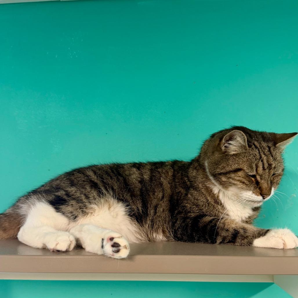 Corduroy, Adoptable, Senior Male Domestic Short Hair & Domestic Short Hair.