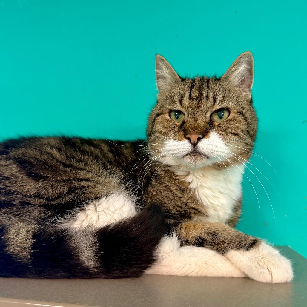 Corduroy, a Adoptable mixed breed in Binghamton, NY image 2/3