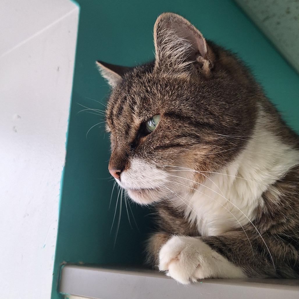 Corduroy — thumbnail 3