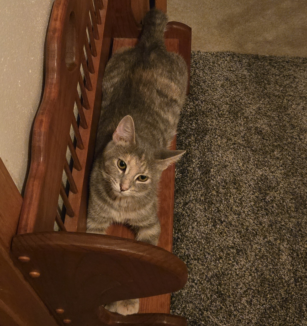 Mango, an adoptable Domestic Short Hair in Cambridge, WI, 53523 | Photo Image 1