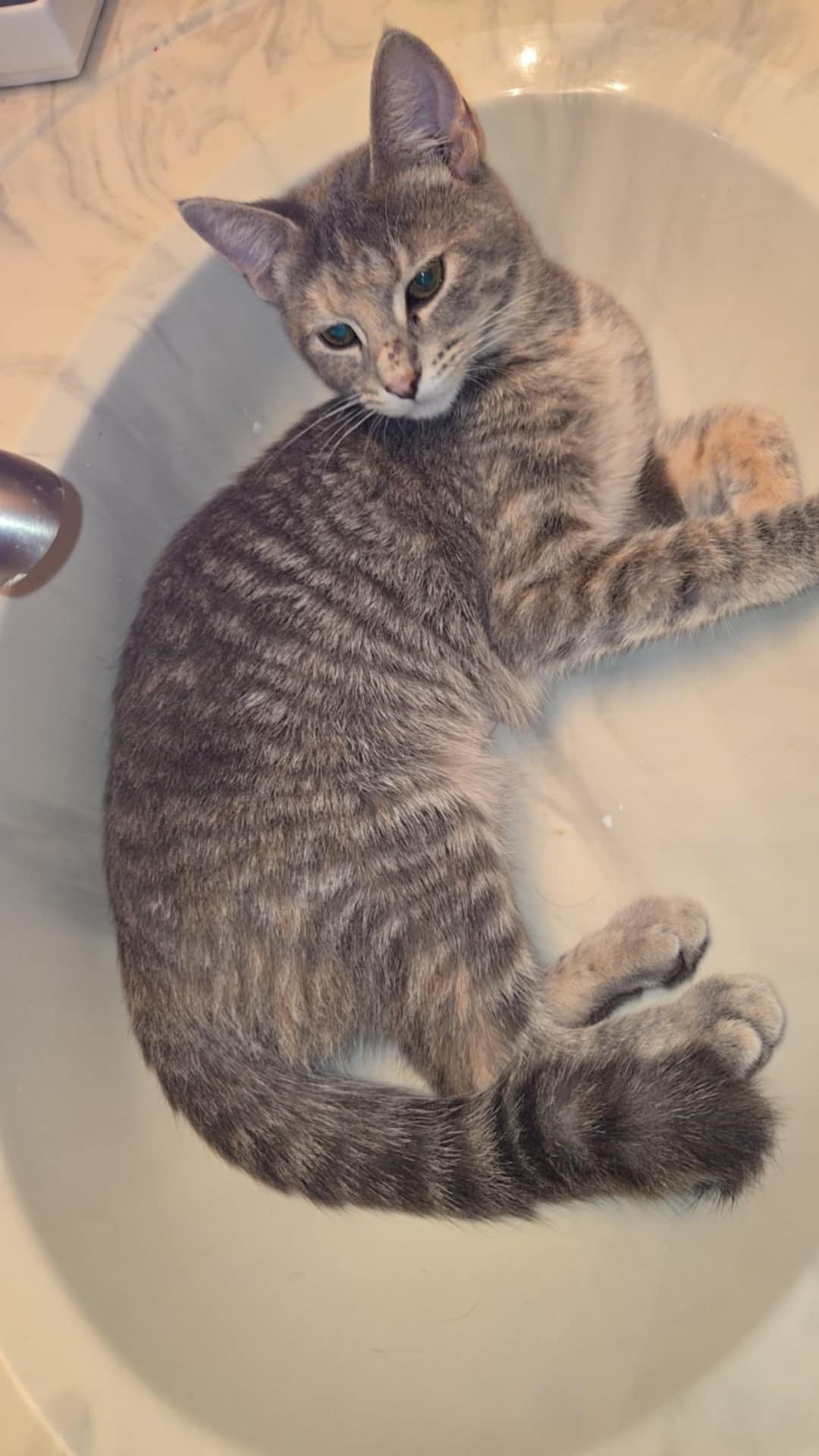 Mango, an adoptable Domestic Short Hair in Cambridge, WI, 53523 | Photo Image 3