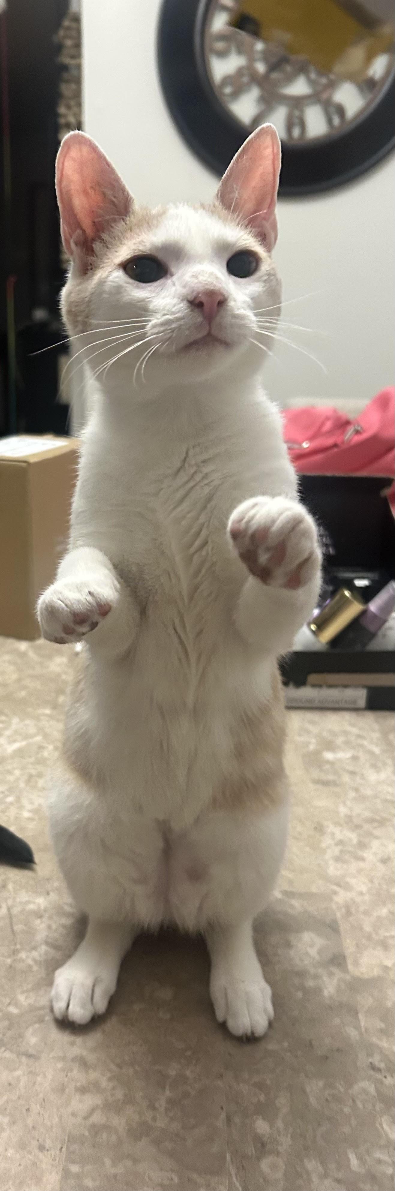 Rubio, a Adoptable Domestic Short Hair in Broomall, PA image 1/3