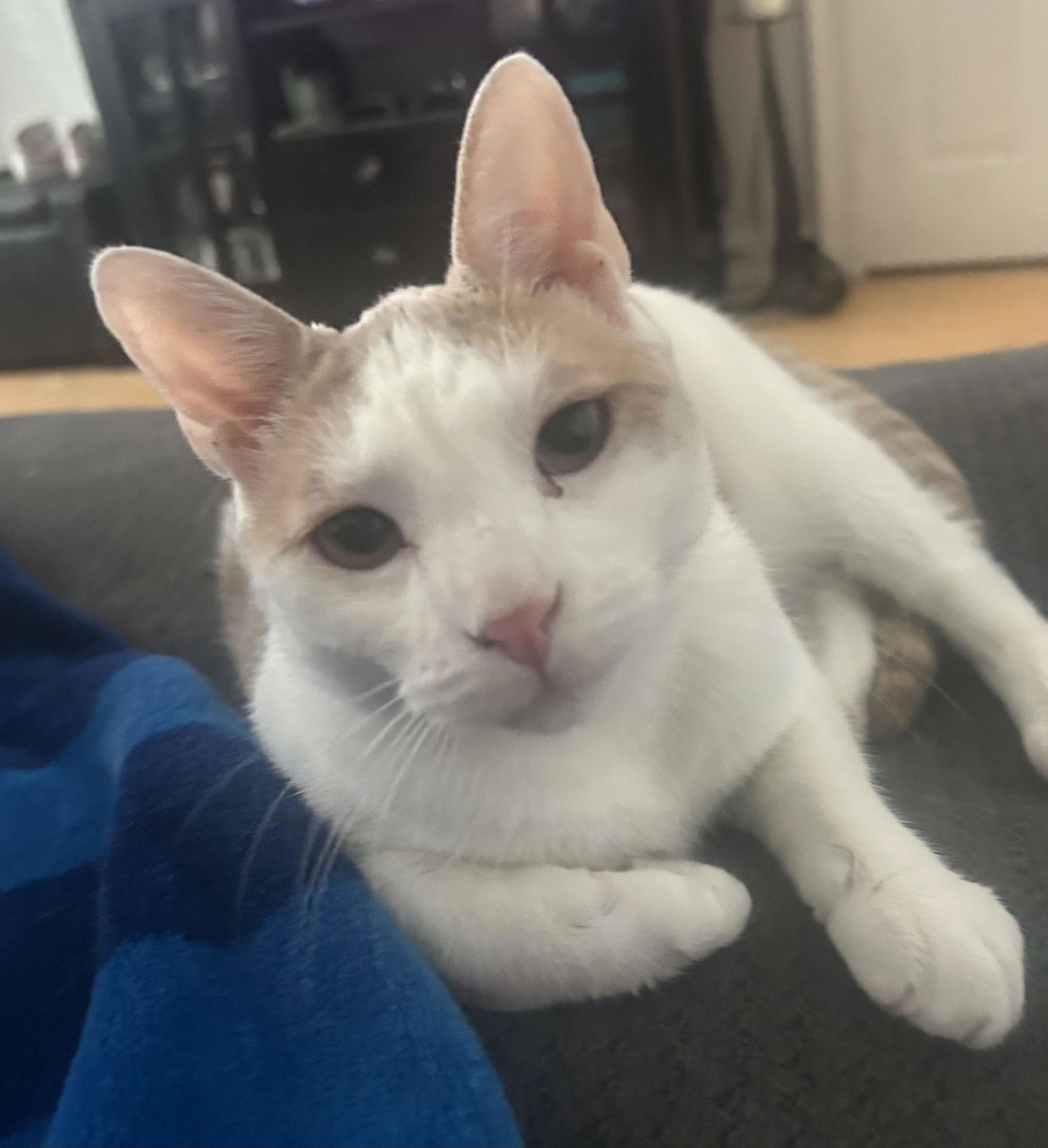 Rubio, a Adoptable Domestic Short Hair in Broomall, PA image 2/3