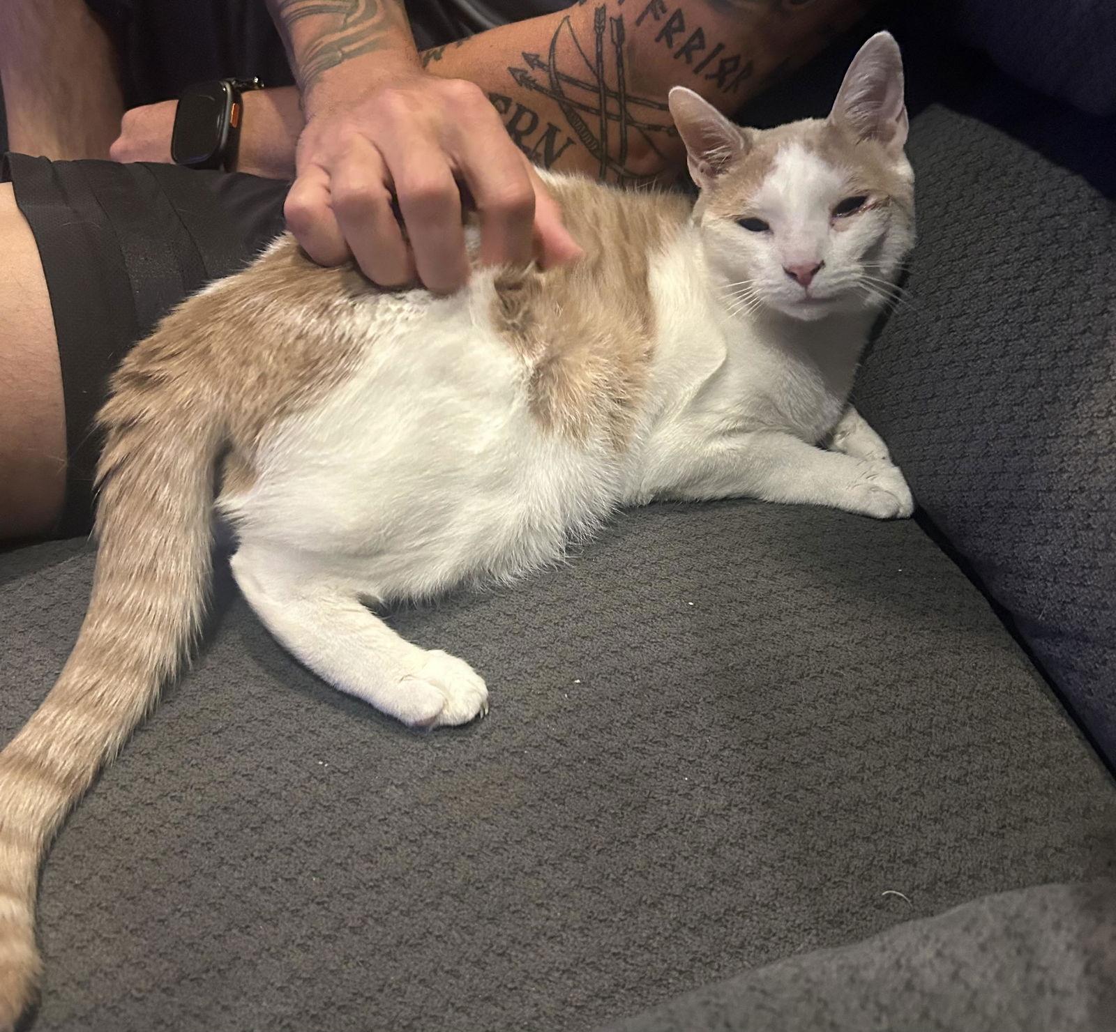 Rubio, Adoptable, Kitten Male Domestic Short Hair.