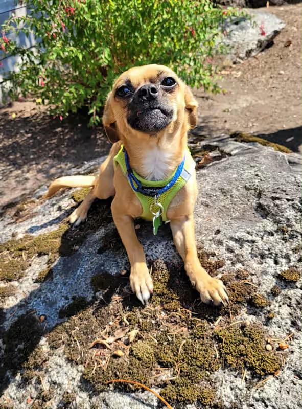 Enlarge Mikey, a ADOPTABLE mixed breed in Covington, WA image 2/6