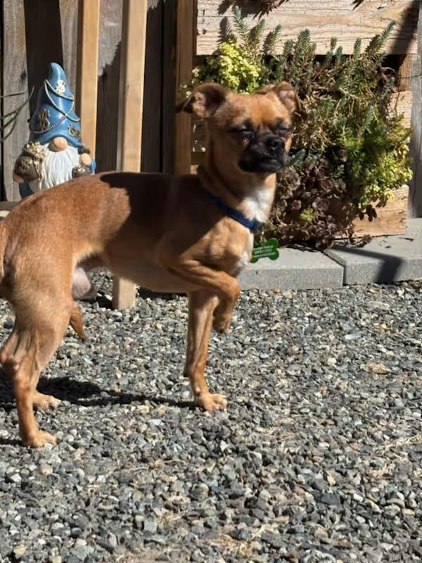 Enlarge Mikey, a ADOPTABLE mixed breed in Covington, WA image 4/6