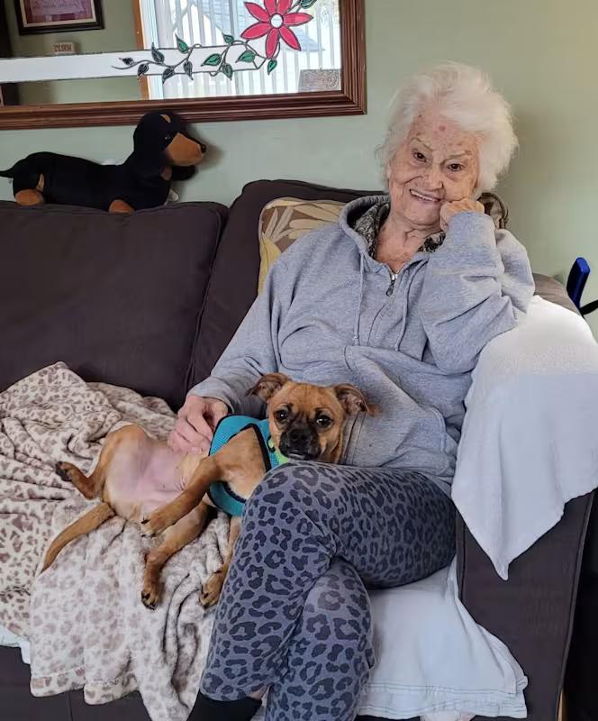 Enlarge Mikey, a ADOPTABLE mixed breed in Covington, WA image 3/6