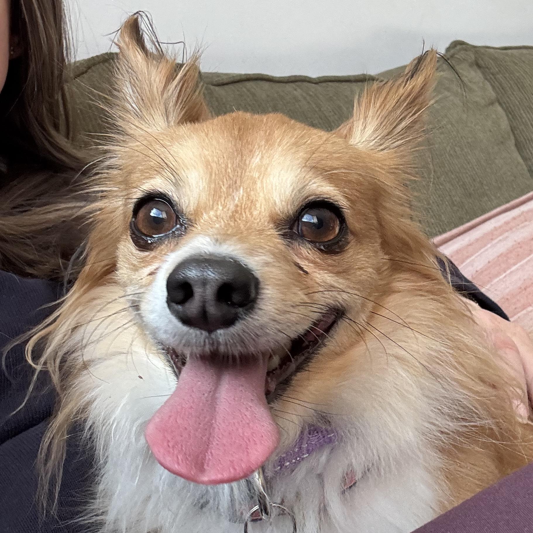 Peanut, adopted, Adult Male Pomeranian & Chihuahua.