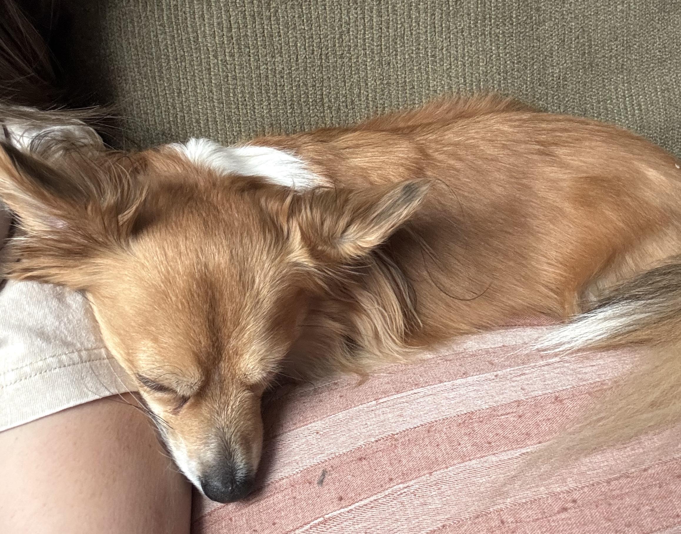 Enlarge Peanut, an adopted mixed breed in Brooklyn, NY image 3/4