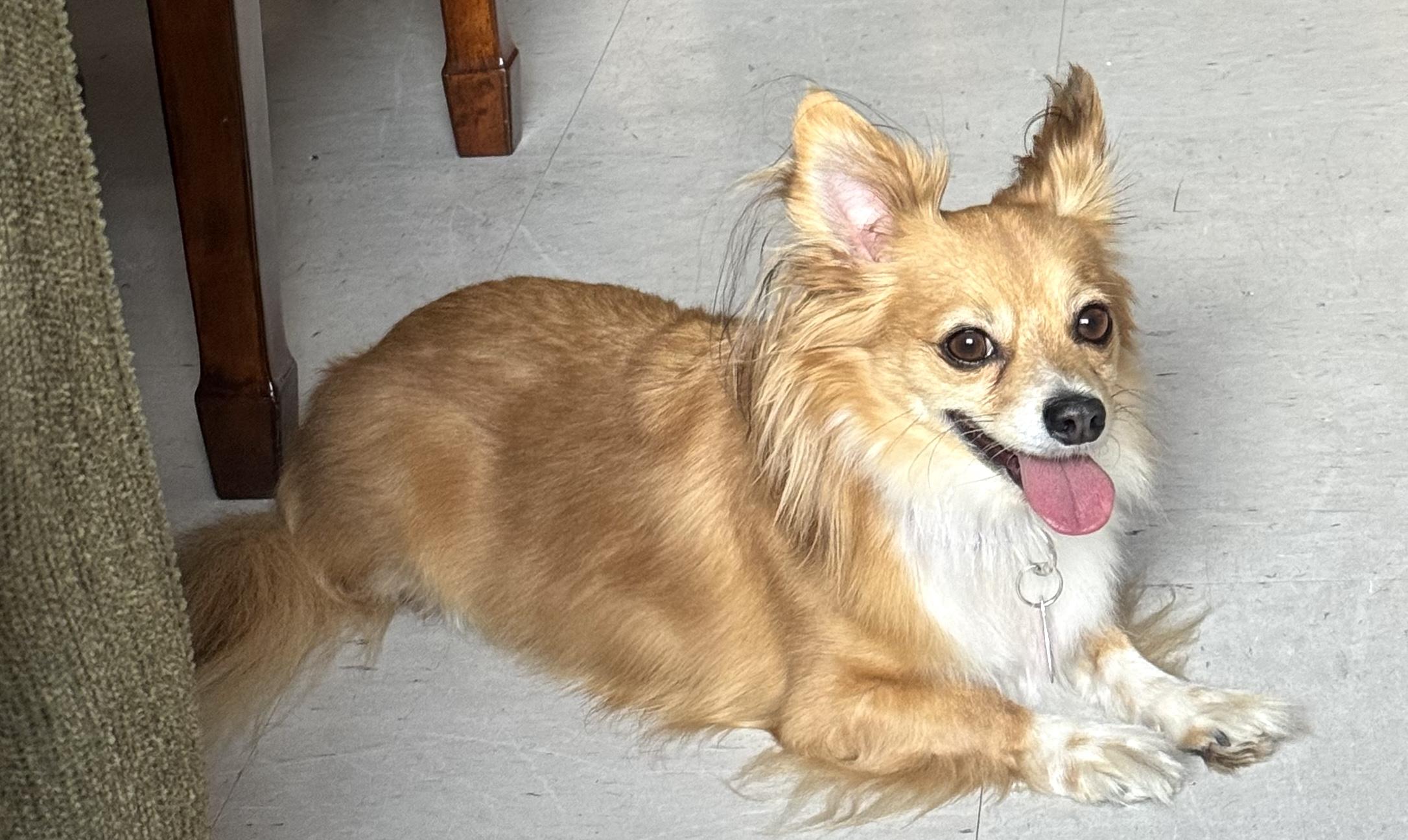 Enlarge Peanut, an adopted mixed breed in Brooklyn, NY image 2/4