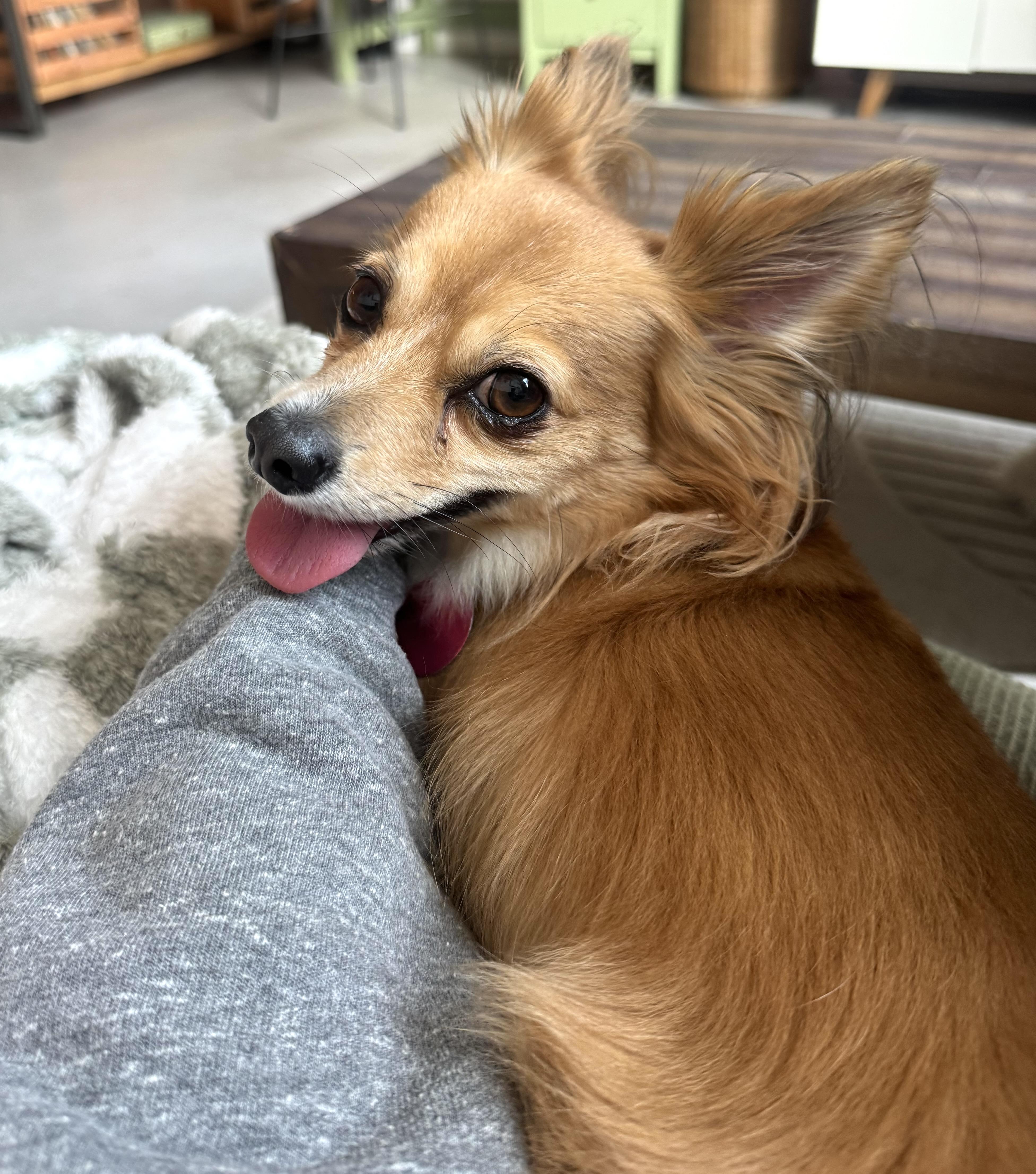 Enlarge Peanut, an adopted mixed breed in Brooklyn, NY image 4/4