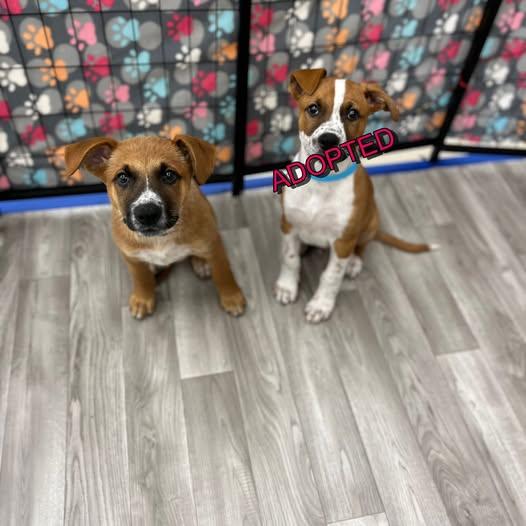 Gas Station Litters- puppies 1 female, adopted, Puppy Female German Shepherd Dog & American Bully.