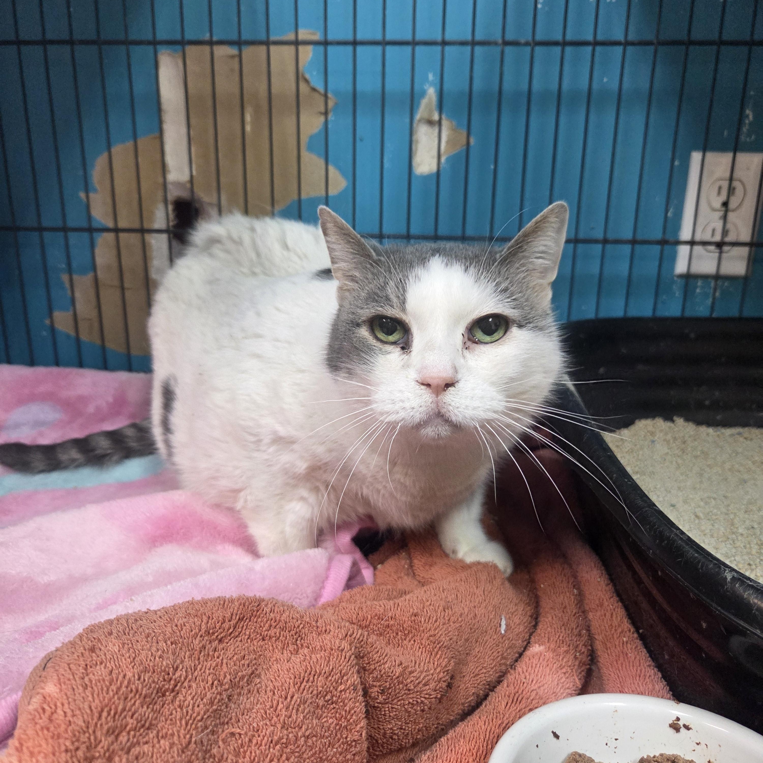 Miss Buddy, ADOPTABLE, Senior Female Domestic Short Hair.