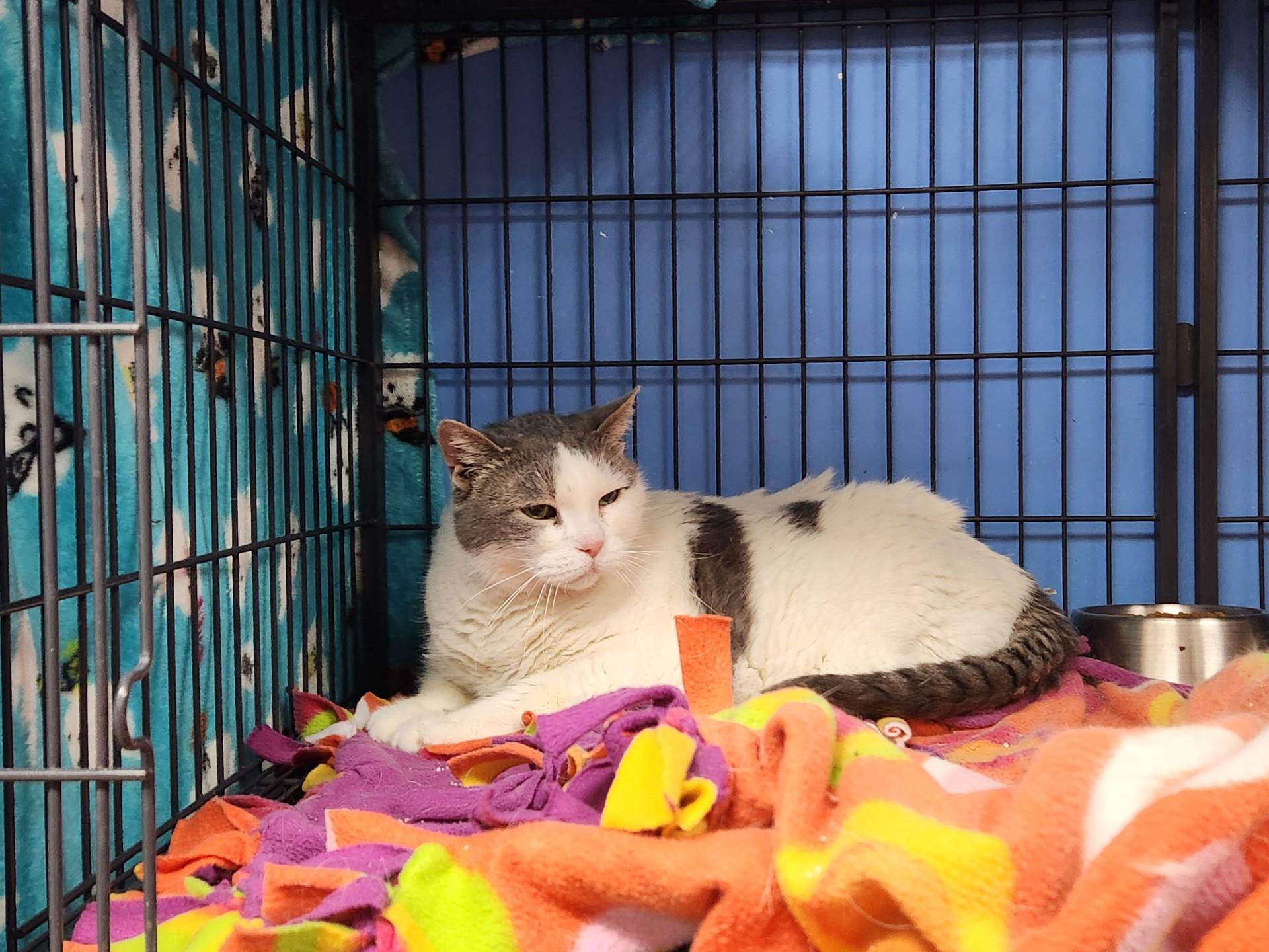 Miss Buddy — thumbnail 2