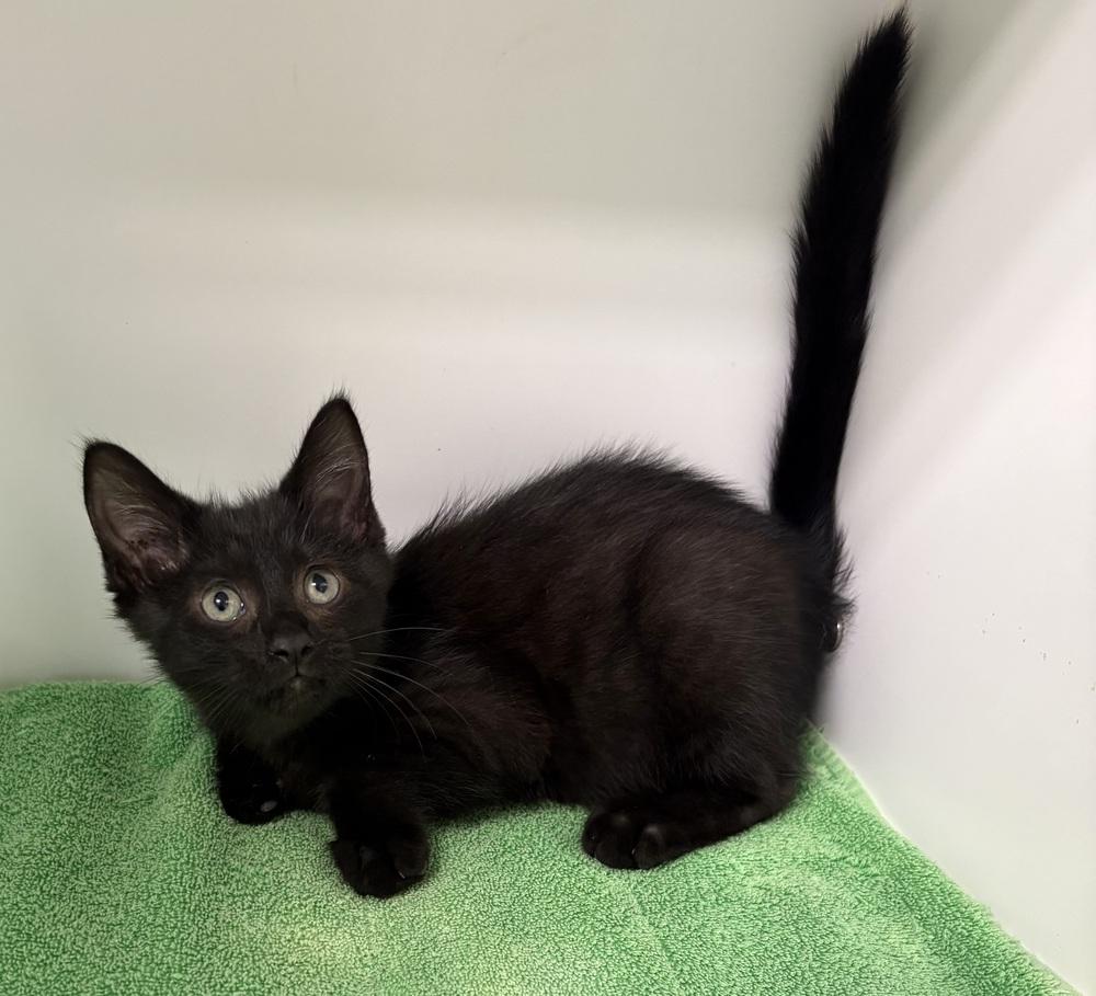 Simon, Adoptable, Kitten Male Domestic Short Hair.
