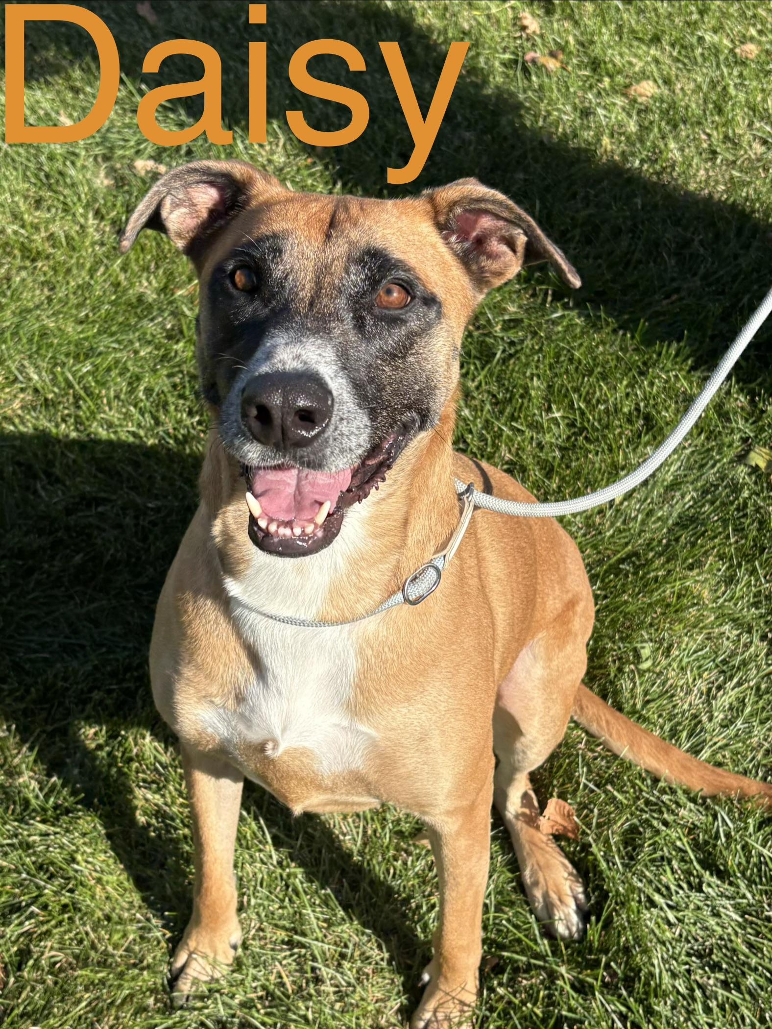 Daisy, Adoptable, Adult Female Belgian Shepherd / Malinois & Mixed Breed.