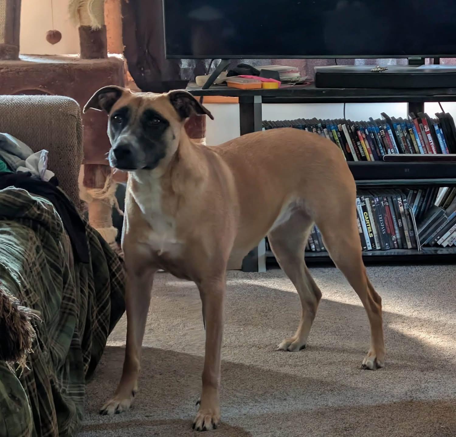 Enlarge Daisy, a Adoptable mixed breed in Zimmerman, MN image 2/2