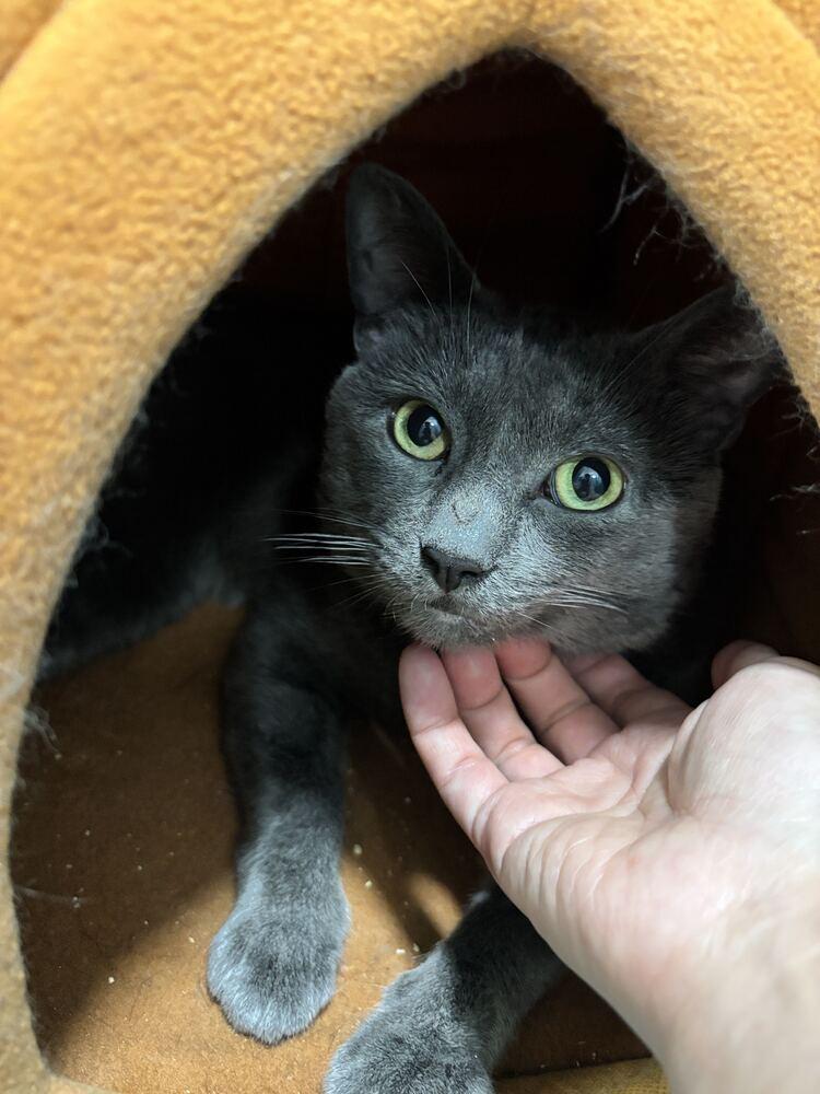 Bubba, Adoptable, Adult Male Russian Blue.