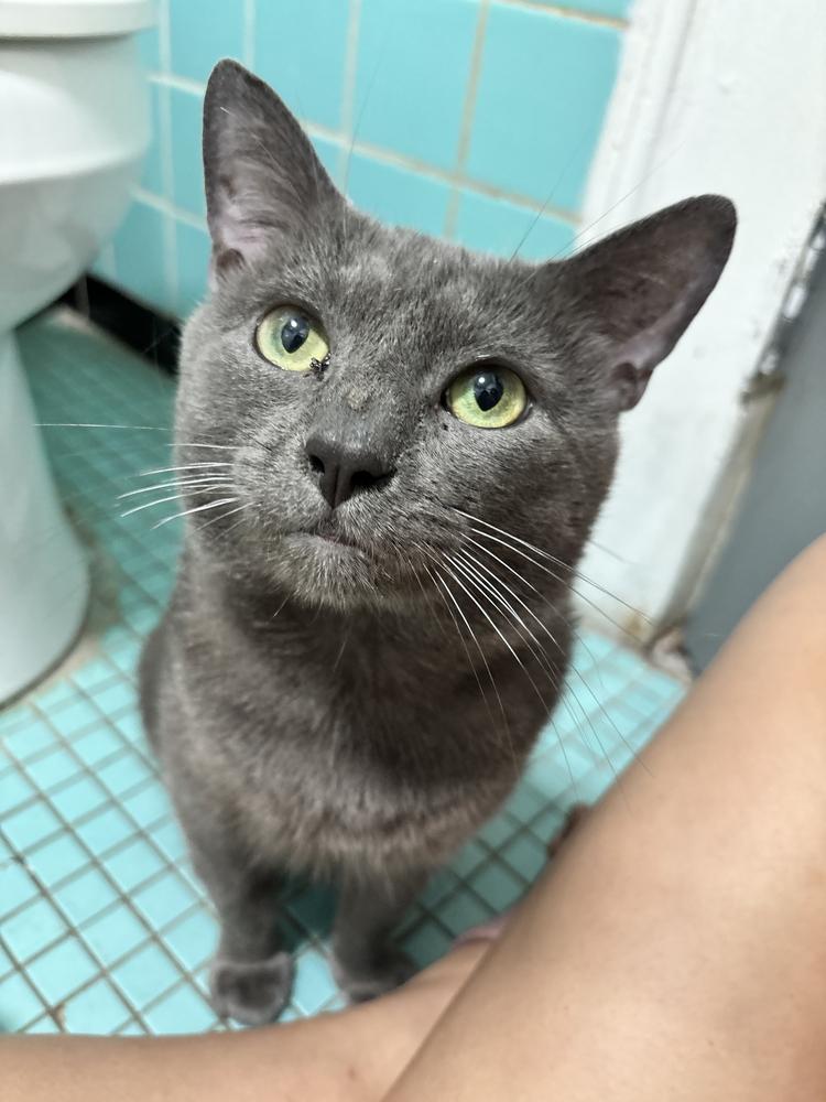 Enlarge Bubba, a Adoptable mixed breed in New York, NY image 4/6