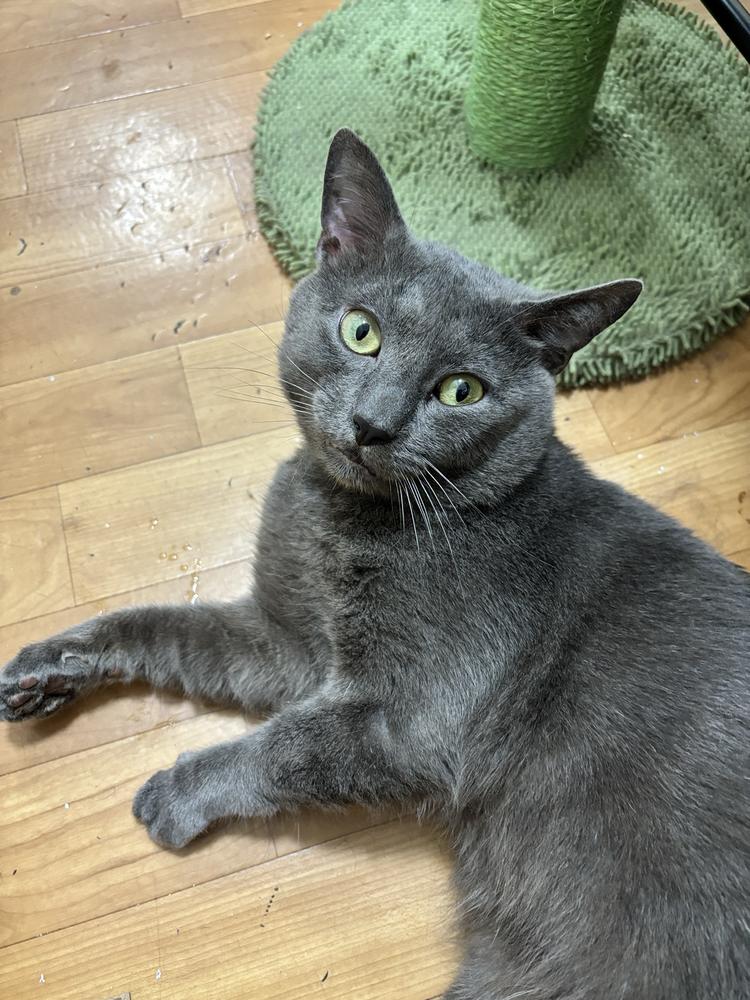 Enlarge Bubba, a Adoptable mixed breed in New York, NY image 5/6