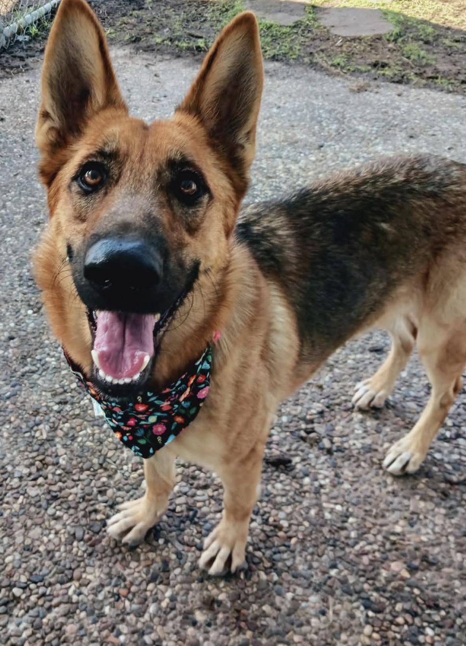 Honey, ADOPTABLE, Adult Female German Shepherd Dog.