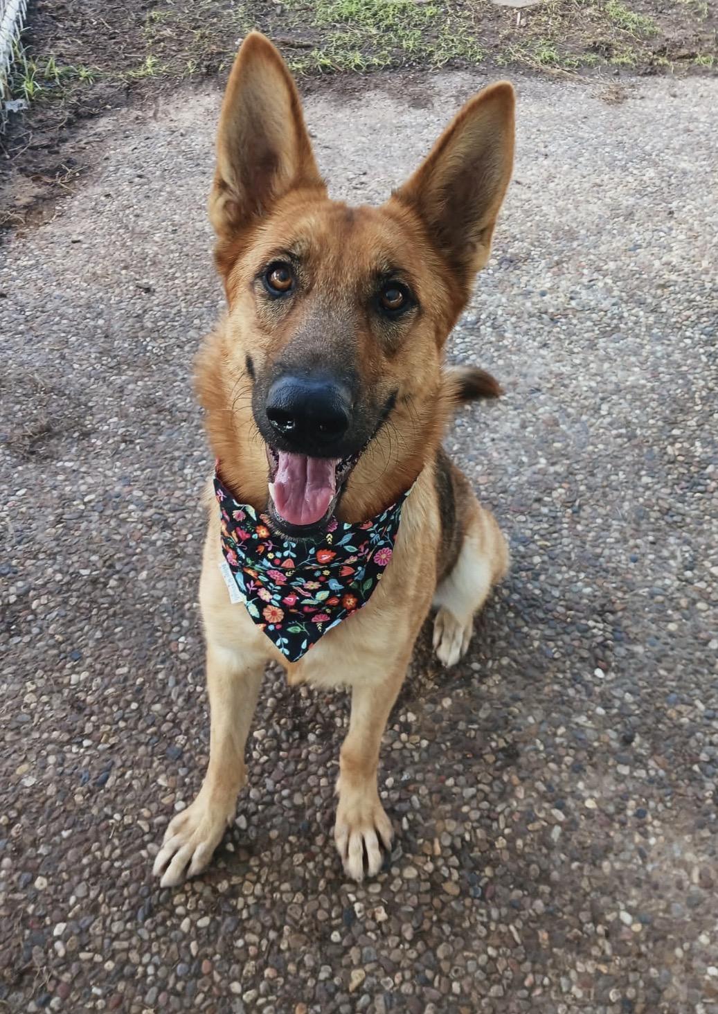 Honey, a ADOPTABLE German Shepherd Dog in Kankakee, IL image 2/3