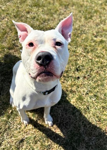 ZYRTEC, Adoptable, Young Male Pit Bull Terrier.