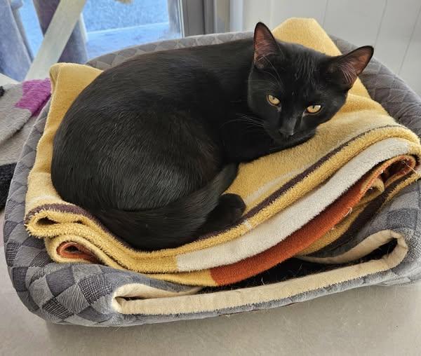 Egori the Brave, Adoptable, Young Male Domestic Short Hair.