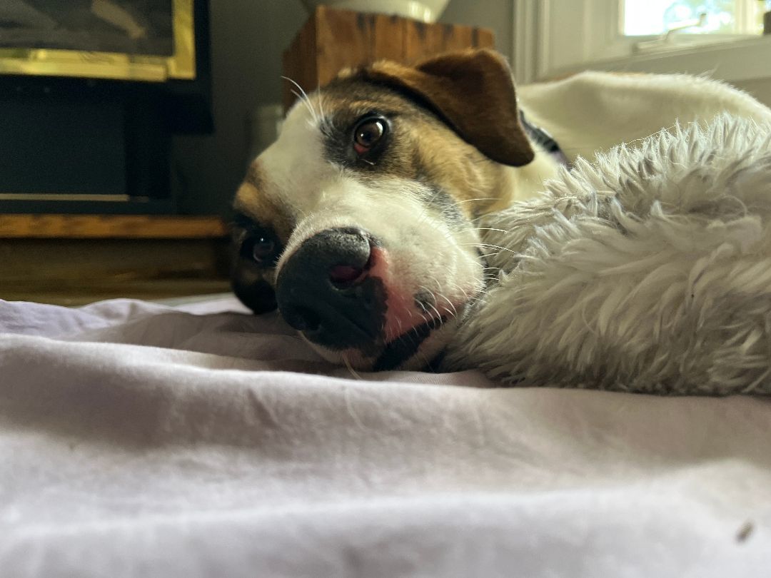 Nova (Genova) , Adopted, Young Female Mixed Breed.