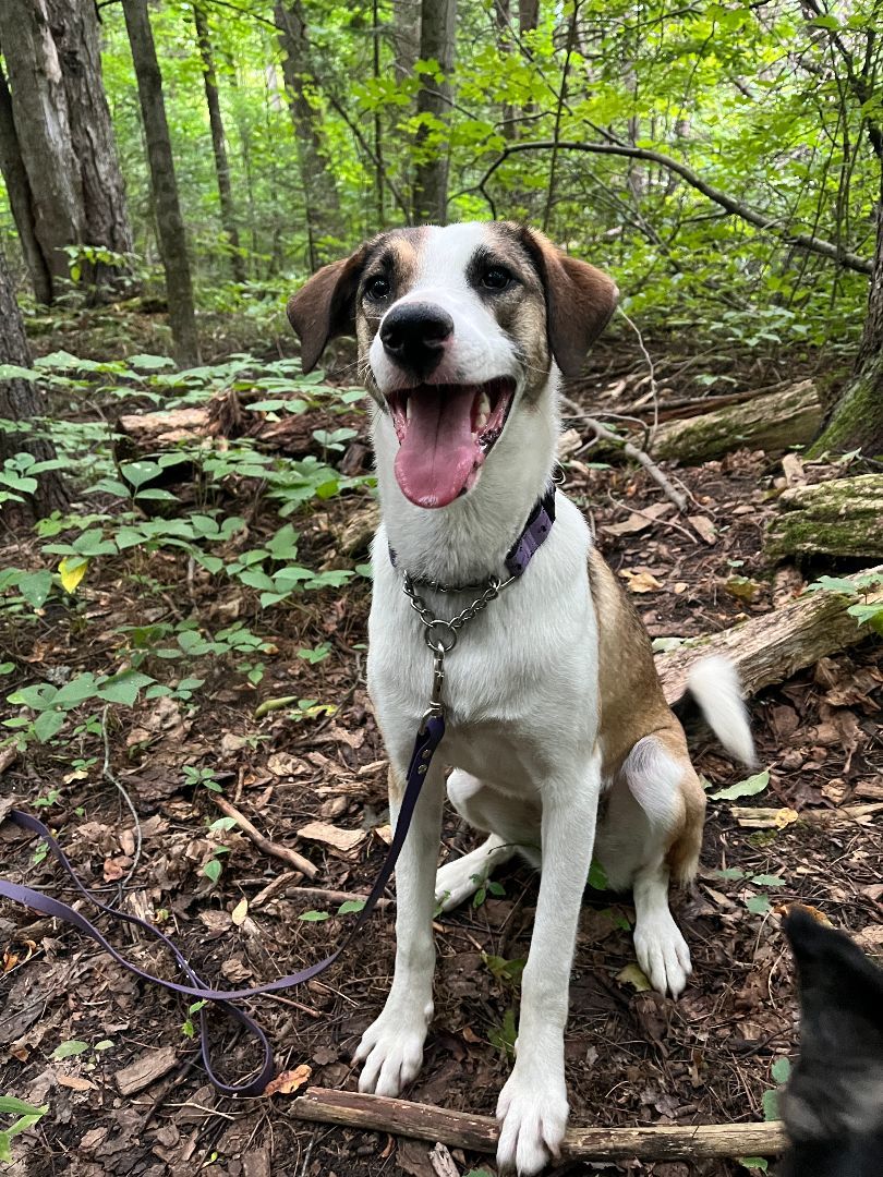 Enlarge Nova (Genova) , a Adopted Mixed Breed in Sunderland, ON image 2/3