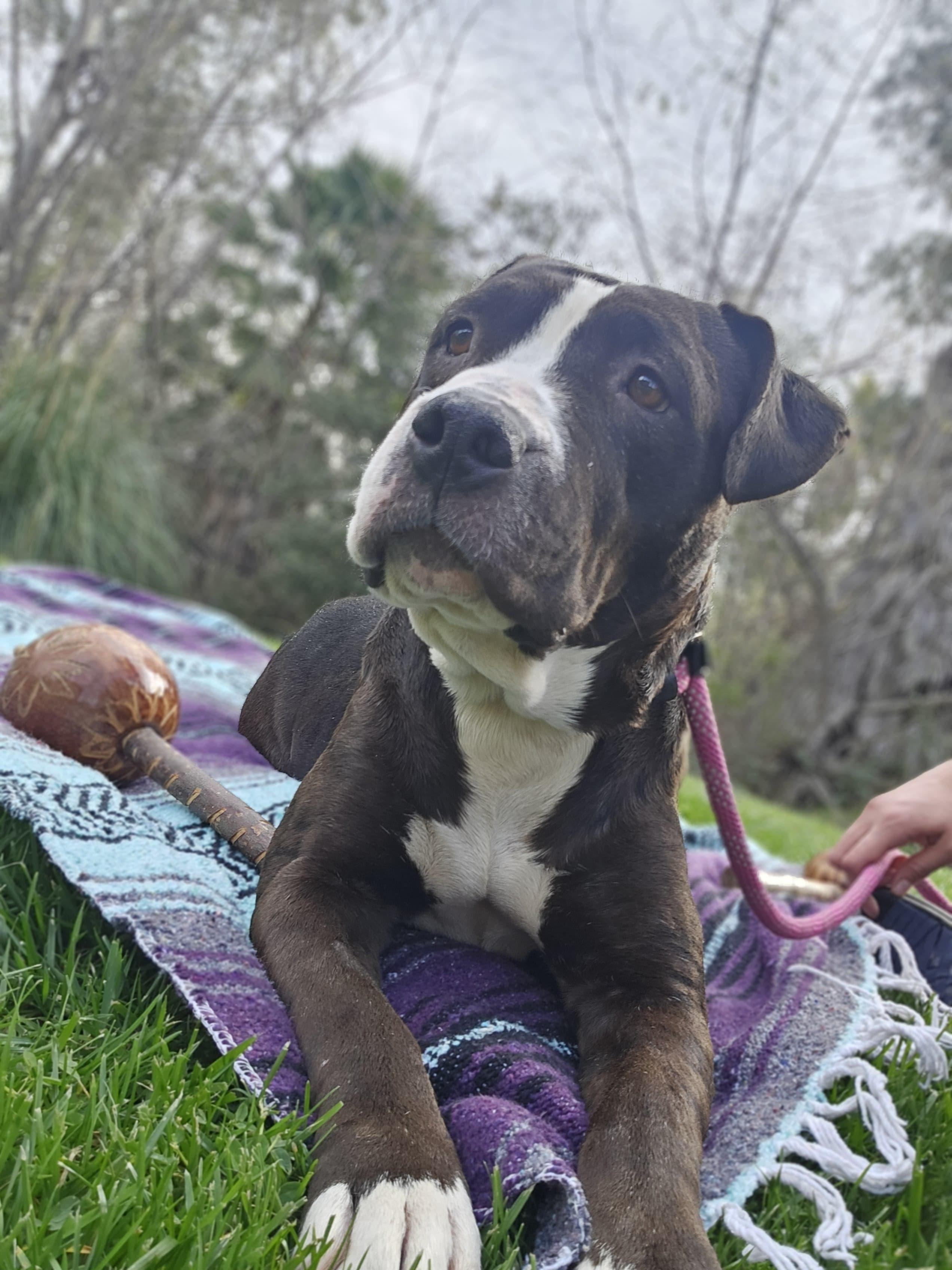 Enlarge Darlin, an adopted Pit Bull Terrier in San Diego, CA image 3/6