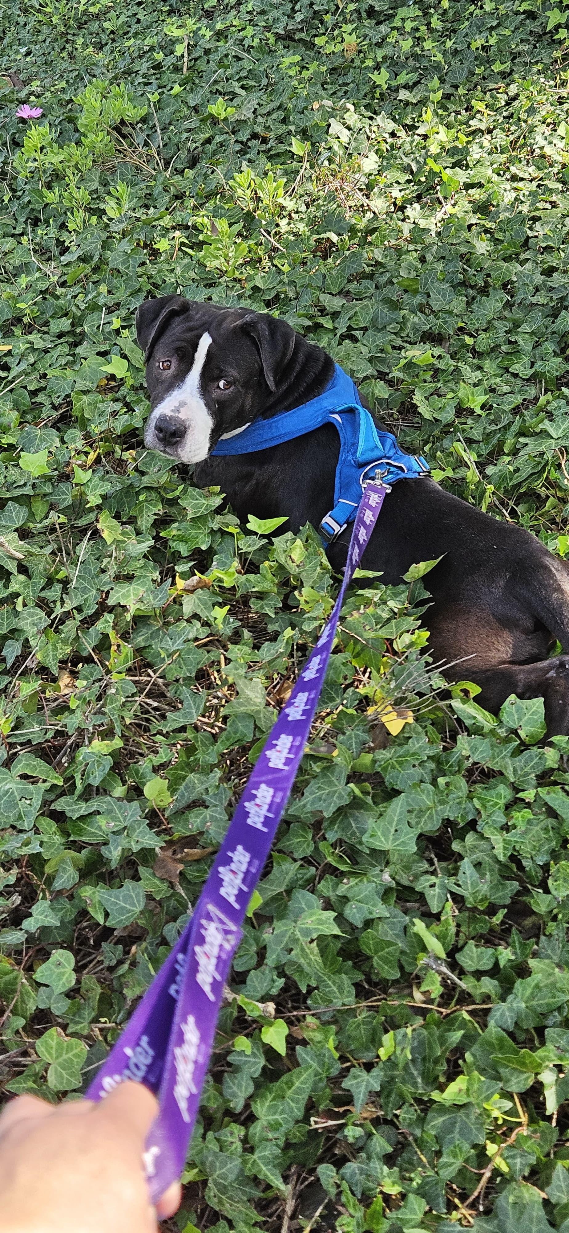 Enlarge Darlin, an adopted Pit Bull Terrier in San Diego, CA image 5/6