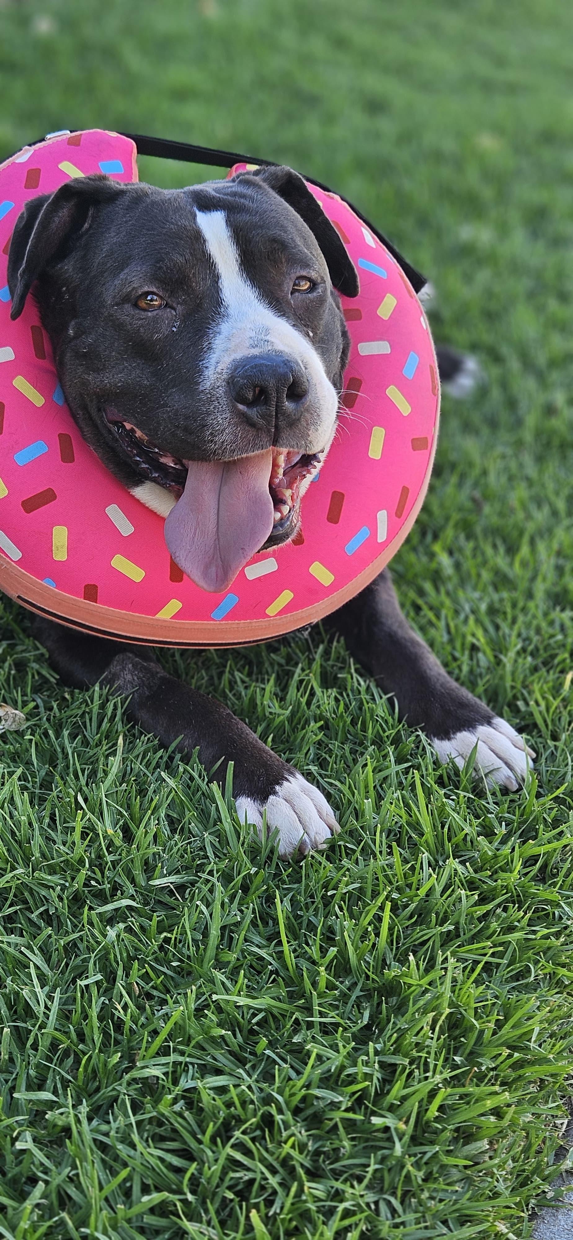 Enlarge Darlin, an adopted Pit Bull Terrier in San Diego, CA image 6/6