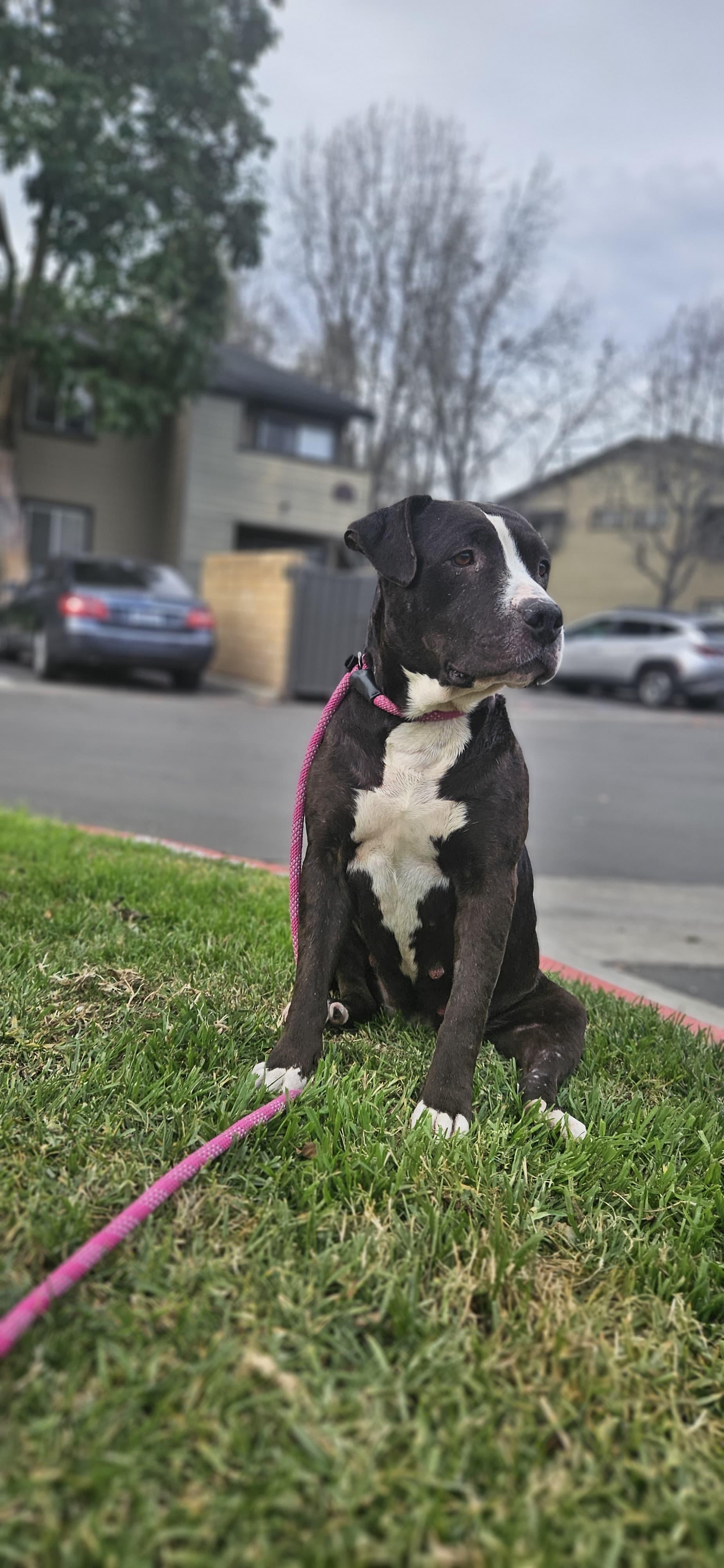 Darlin, adopted, Adult Female Pit Bull Terrier.
