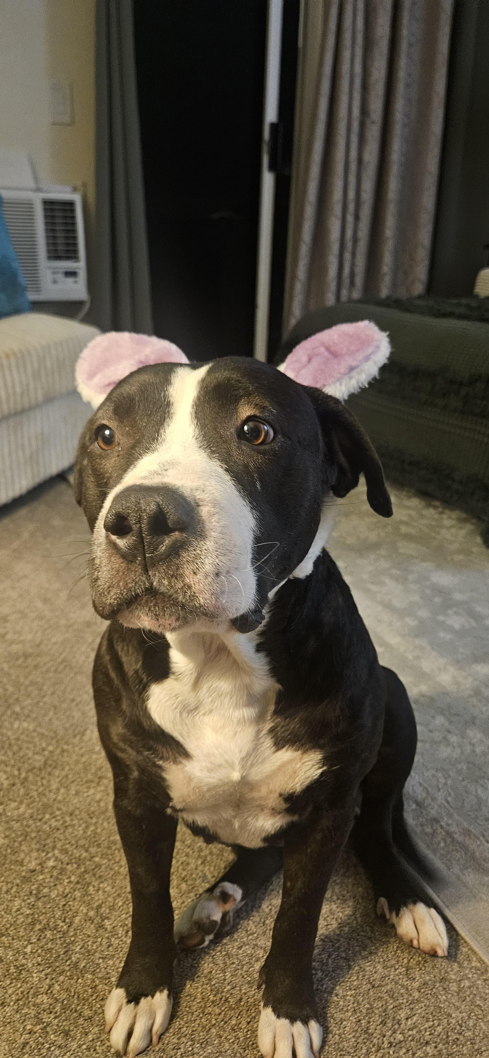 Enlarge Darlin, an adopted Pit Bull Terrier in San Diego, CA image 4/6