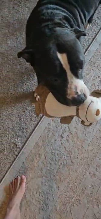 Enlarge Darlin, an adopted Pit Bull Terrier in San Diego, CA video 2/6