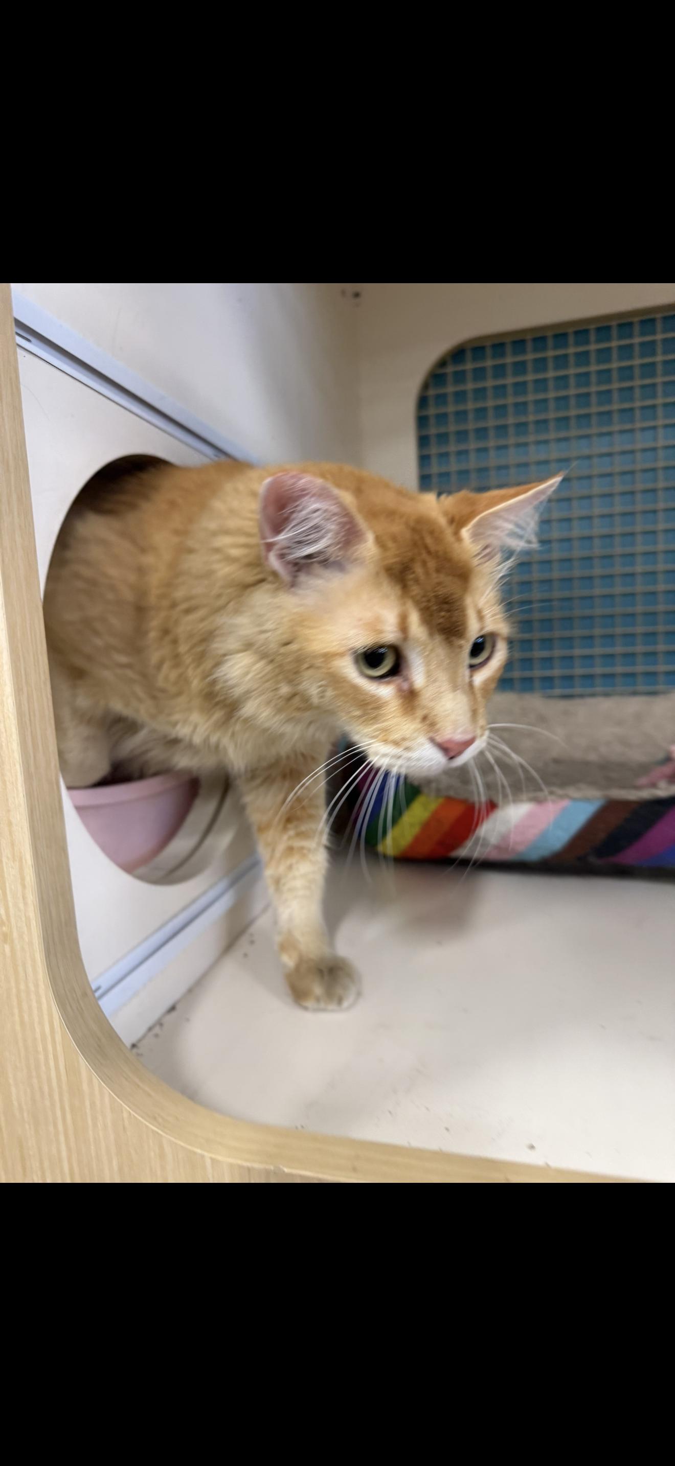 Enlarge Crunch Wrap, an adopted Tabby in Las Vegas, NV image 1/1