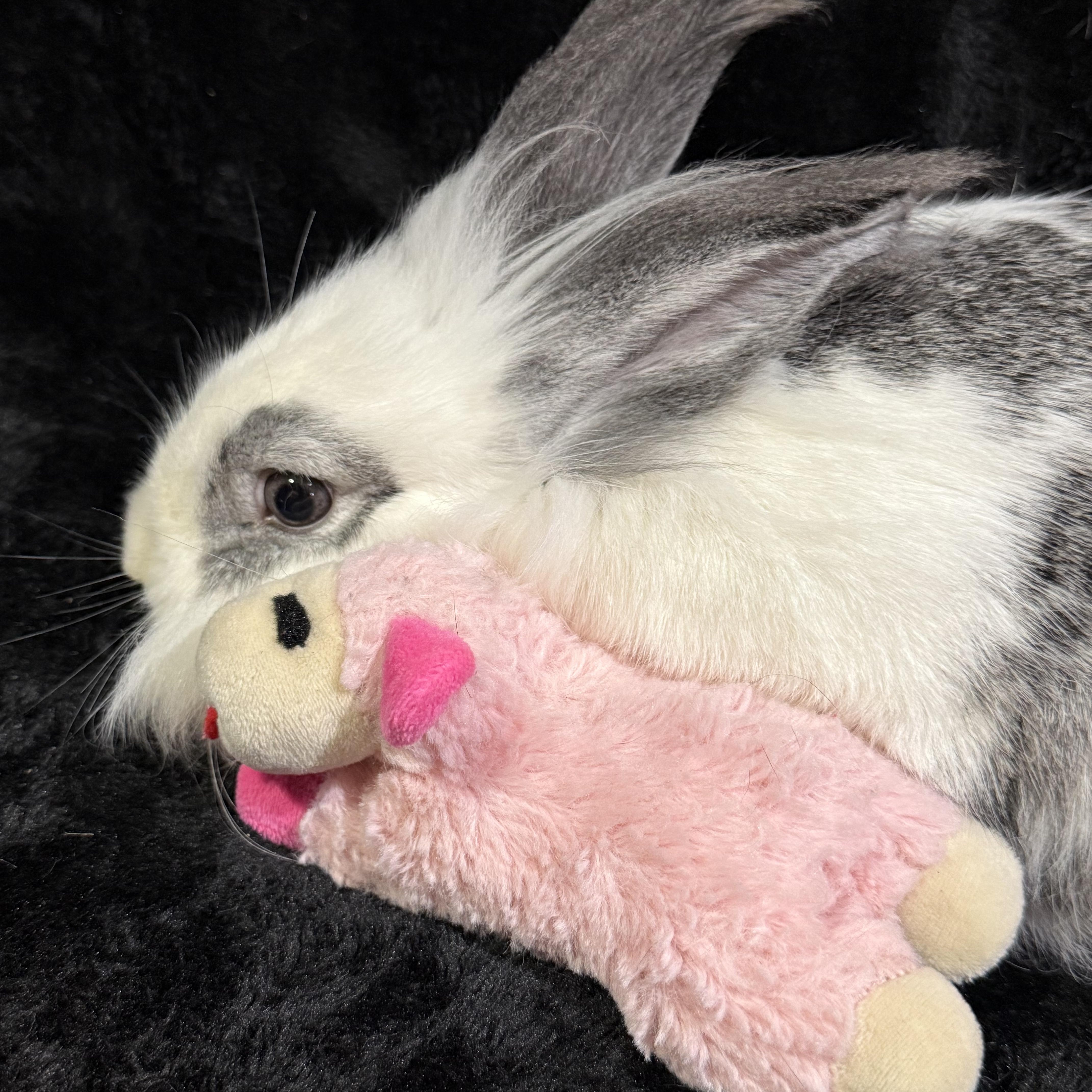 Turkey Trot , ADOPTABLE, Young Female Lionhead.