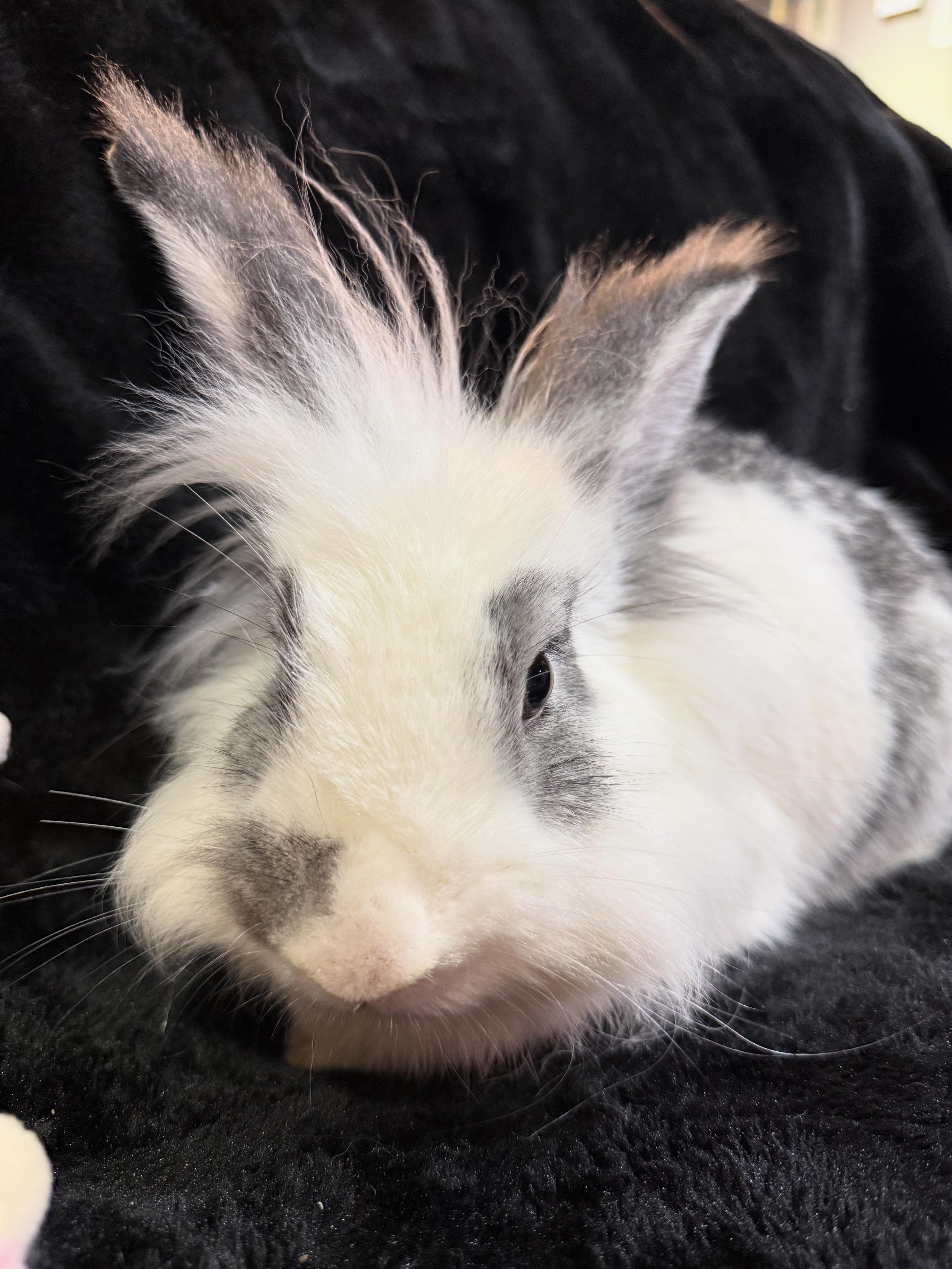 Enlarge Turkey Trot , a ADOPTABLE Lionhead in St. Charles, MO image 2/6