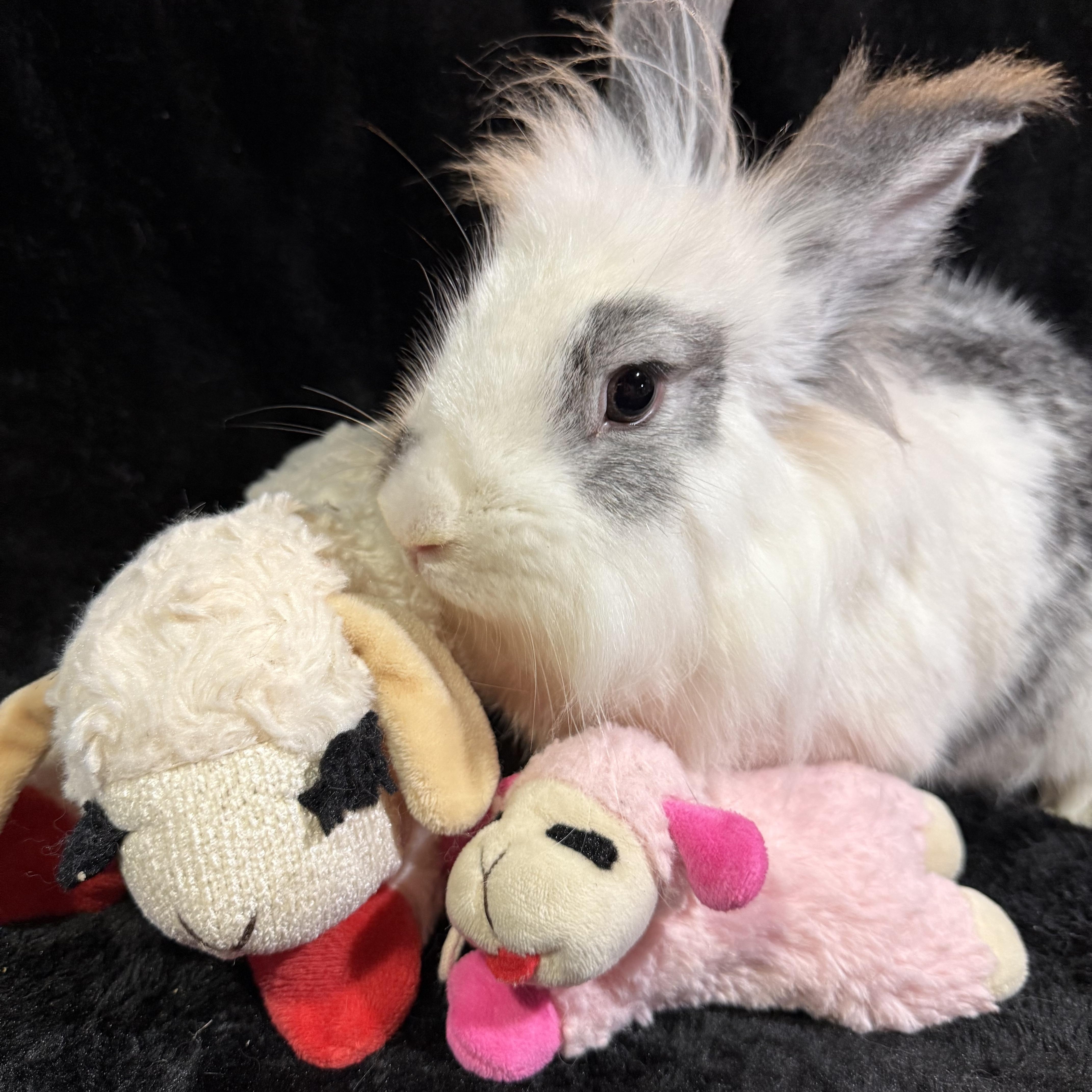 Enlarge Turkey Trot , a ADOPTABLE Lionhead in St. Charles, MO image 3/6