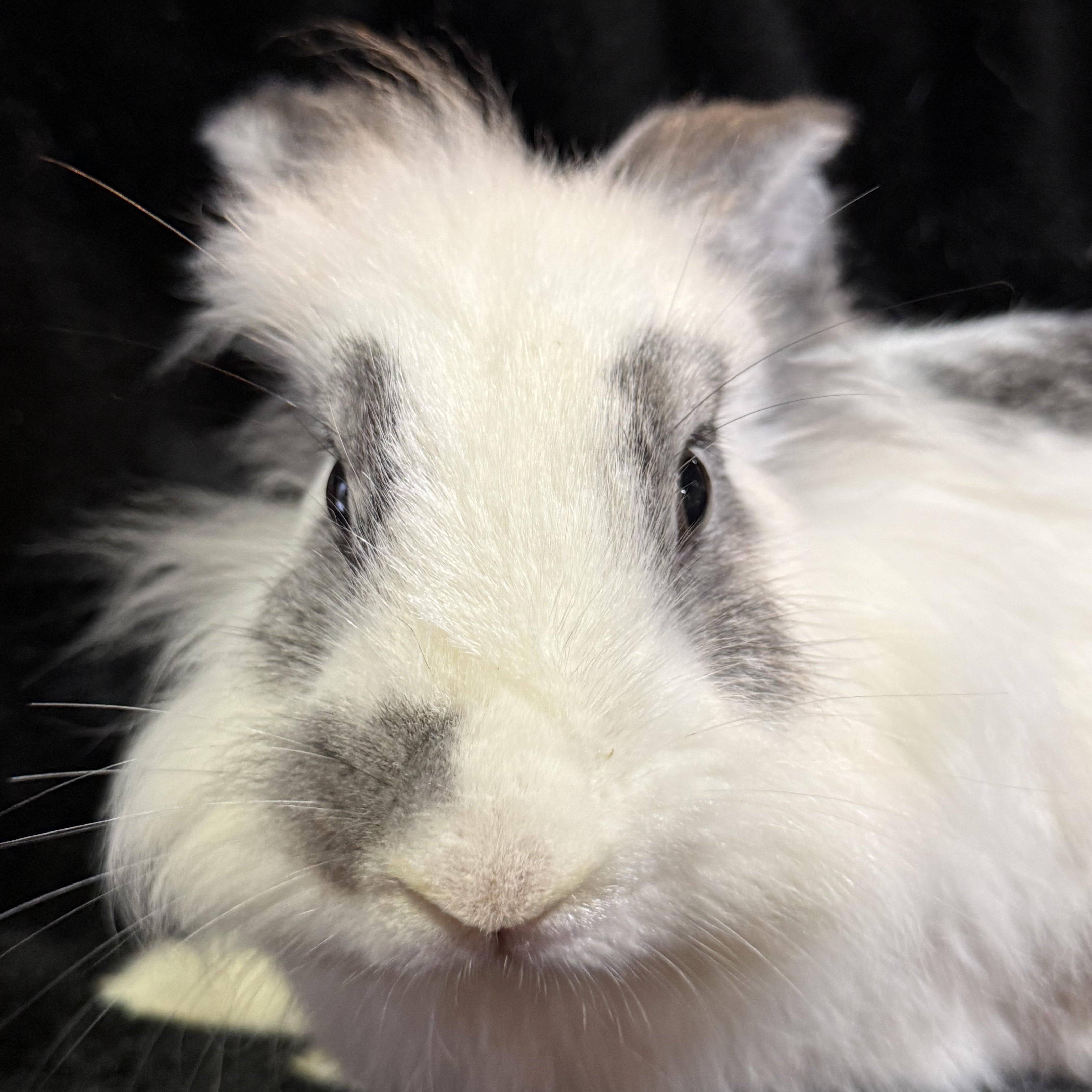 Enlarge Turkey Trot , a ADOPTABLE Lionhead in St. Charles, MO image 4/6
