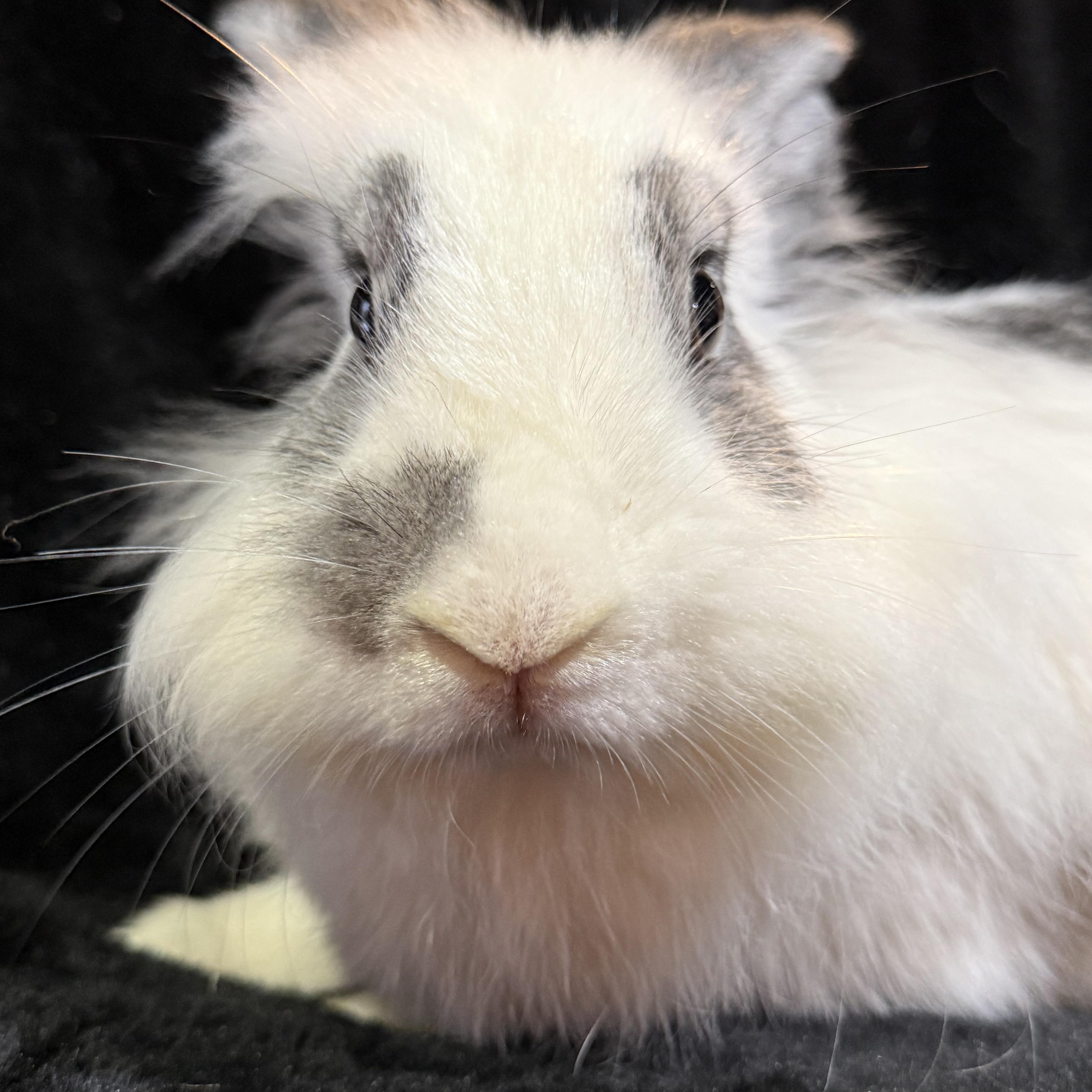Enlarge Turkey Trot , a ADOPTABLE Lionhead in St. Charles, MO image 5/6