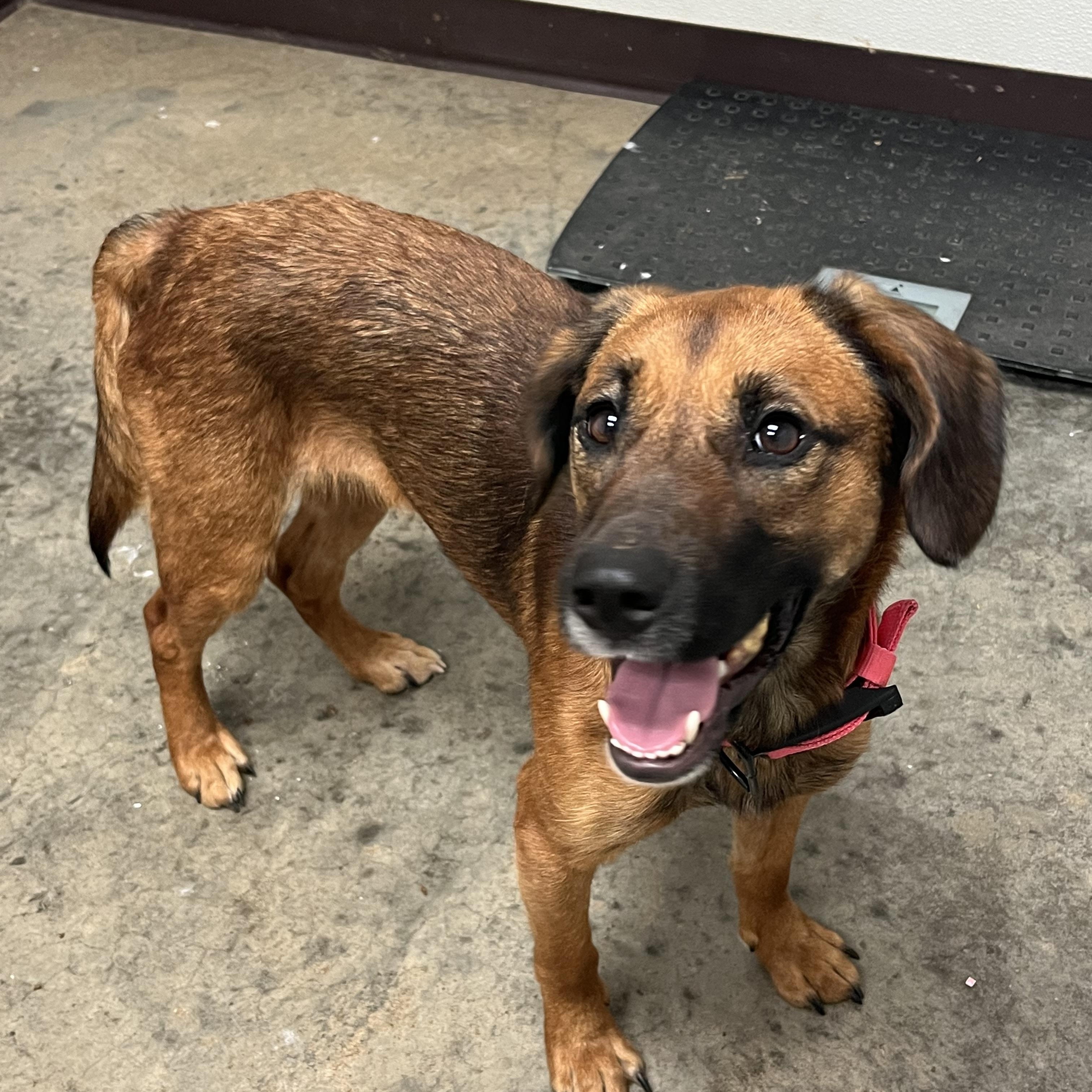 Grace, adopted, Young Female Mixed Breed.