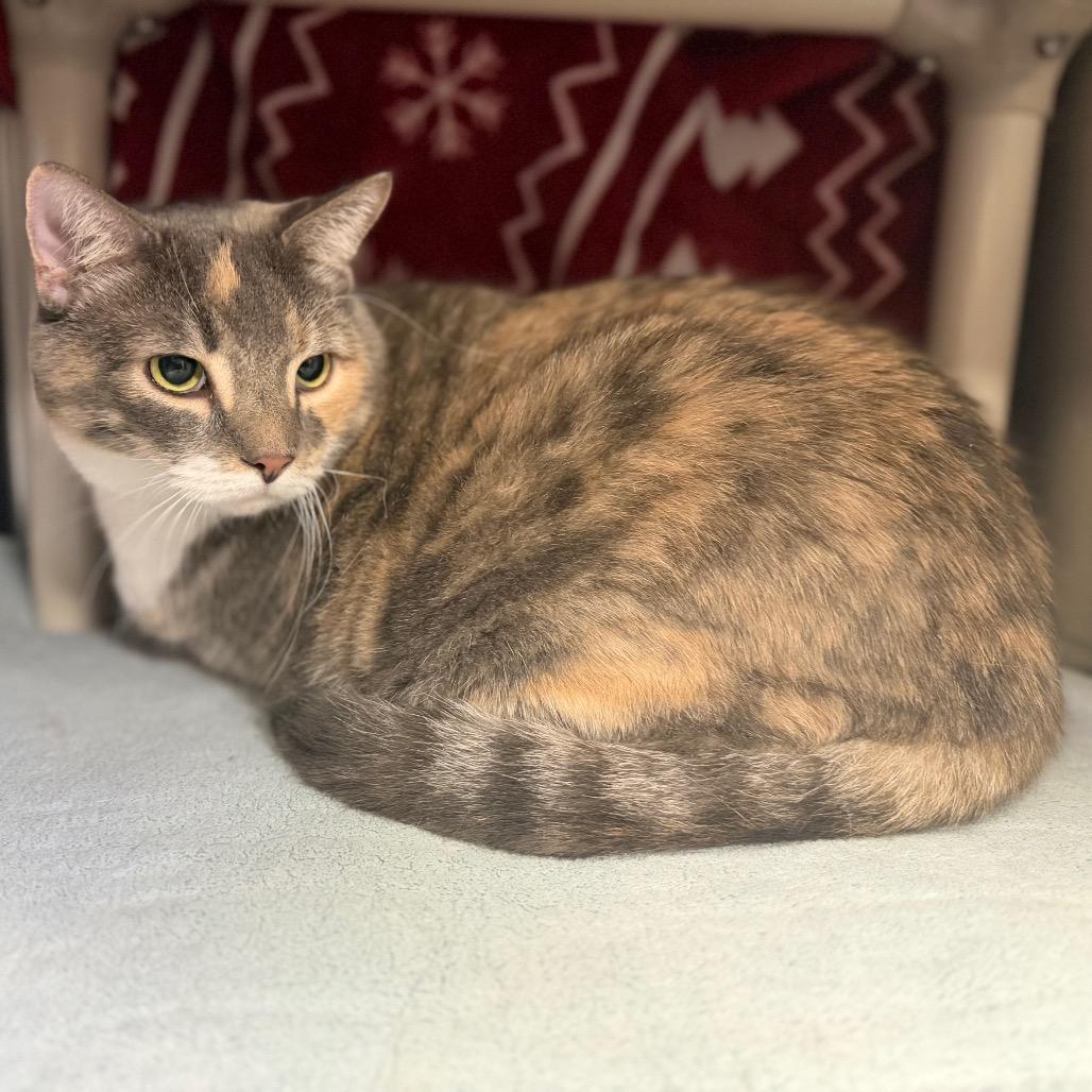 Enlarge Callie, a Adoptable American Shorthair in Conshohocken, PA image 1/1
