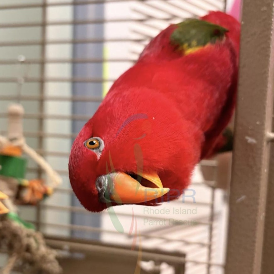 Tika, Adoptable, Adult Male Lory / Lorikeet.