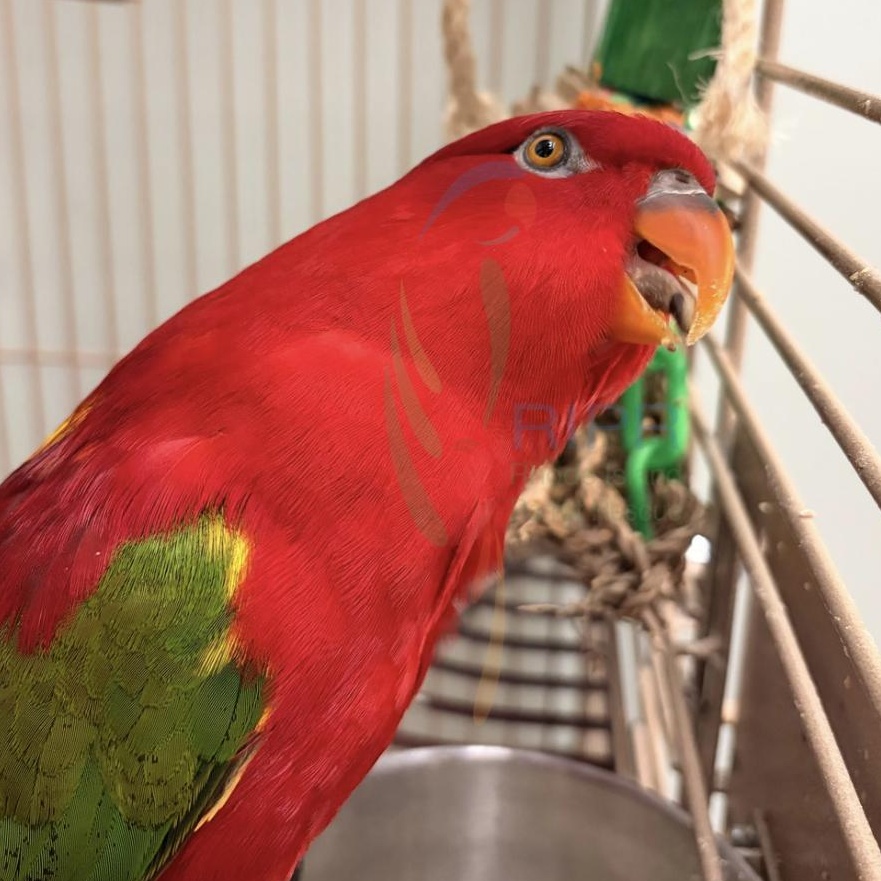 Enlarge Tika, a Adoptable Lory / Lorikeet in Warwick, RI image 4/4