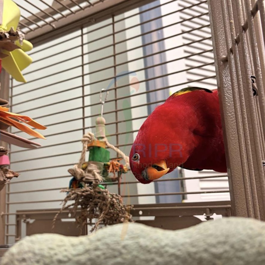 Enlarge Tika, a Adoptable Lory / Lorikeet in Warwick, RI image 3/4